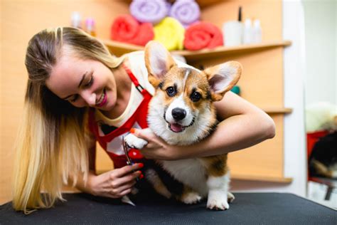 Dog grooming colorado springs. Tradition says that the groom or his family should foot the bill for wedding expenses such as alcohol and rehearsal dinners, but flexibility is the name of the game in this day and... 