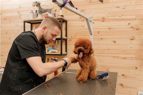 Dog grooming courses. The average dog-owning household spends an estimated $2,158 a year on their dogs, including $586 on food and $470 on veterinary services. The average yearly spend on pet grooming is up to $154, totalling an estimated $710 million in 2019. As a dog groomer, your tasks will involve bathing, cutting, combing, blow drying and styling pets coats. 