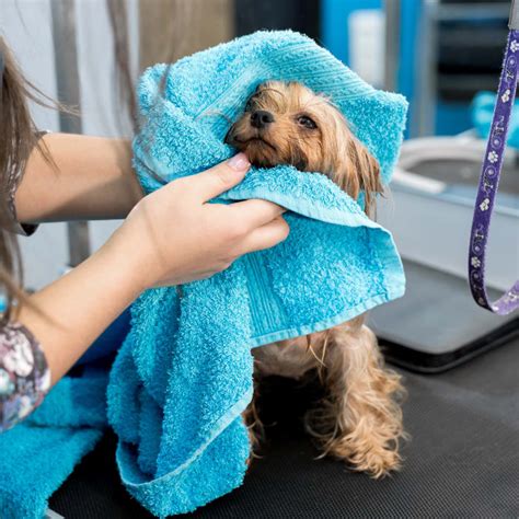 Dog grooming fort collins. Pet and Dog Grooming By Bri Coupon Deals near Fort Collins, NoCo. $10 Off Grooming Services with this special NoCo Hot Spots coupon deal. 