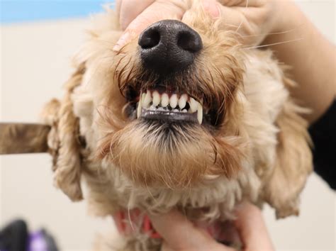 Dog grooming lexington ky. Taking care of our furry friends is a top priority for many pet owners. Regular grooming plays a crucial role in the overall health and well-being of our beloved dogs. If you’re lo... 