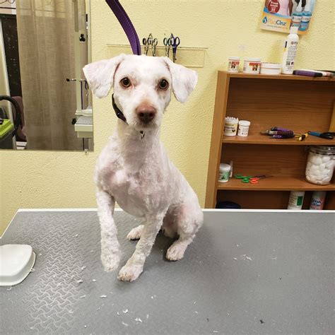 Dog grooming lubbock. Examples of grooming cuts for the goldendoodle include the puppy cut, the summer cut and the lion cut. The type of coat, the climate and the dog’s lifestyle typically dictate the m... 