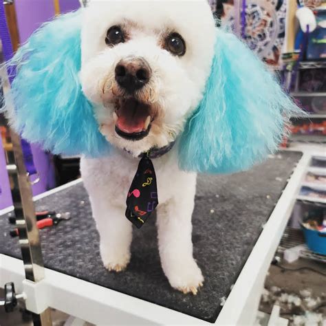 Dog grooming okc. As pet owners, we all want our furry friends to look and feel their best. While regular grooming at home is important, sometimes it’s necessary to seek out professional services. O... 