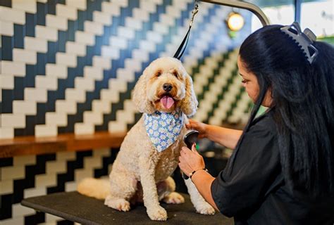 Dog grooming san diego. San Diego is a popular destination for travelers looking to escape to the sun, sand, and surf. Whether you’re planning a family vacation or a romantic getaway, finding the perfect ... 