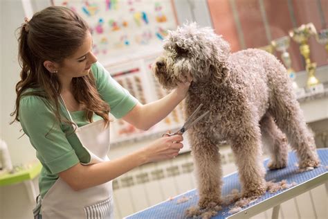 Dog grooming training. Level 3 Dog Grooming Courses- -units Include: Promote the Welfare of Dogs conforming with Relevant Legislation. Assess and Plan Dog Grooming Styles and Maintenance of Equipment. Customer Care and Managing Complaints. Prepare, Style and Finish a Range of Dog Breeds. Health Checking, Handling and Canine Behaviour. Canine Emergency … 