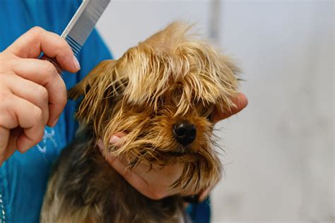 Dog grooming wichita ks. We offer full service grooming and bathes for all breeds of... Backroads Grooming, Valley Center, Kansas. 1,672 likes · 1 talking about this · 61 were here. We offer full service grooming and bathes for all breeds of dogs. 