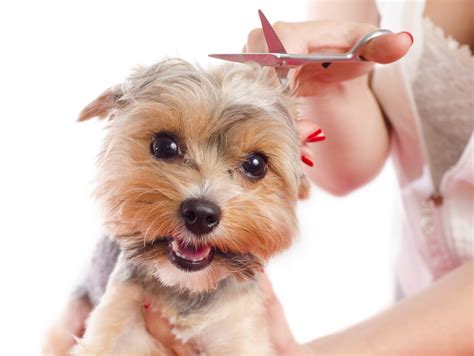 Dog hair cut. Learn how to safely trim your dog's hair at home with the right tools and tips from veterinarians and groomers. Find out what to know before cutting, … 