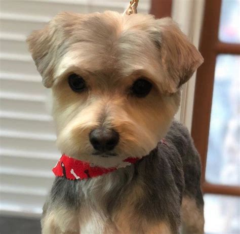 Dog haircut near me. When it comes to styling fine thin hair, finding the right cut can make all the difference. With the right haircut, you can add volume, texture, and movement to your hair, making i... 
