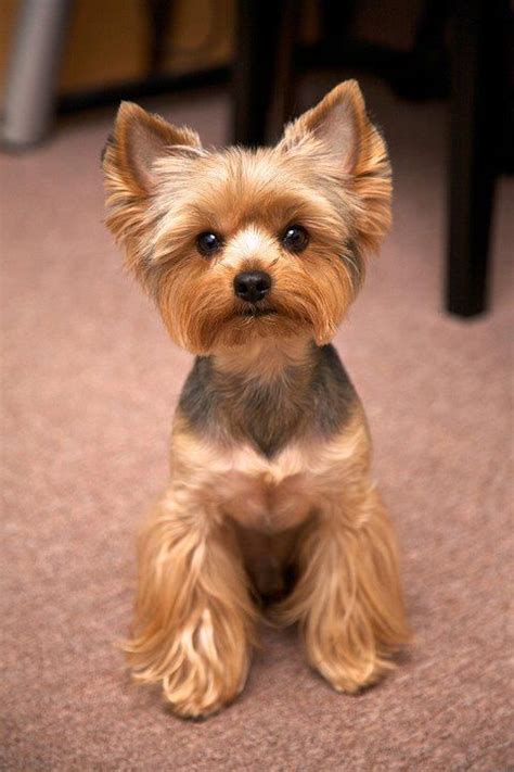 Yorkie Puppy Cut vs. Teddy Bear Cut. These are two popular grooming styles for Yorkies, each offering a distinct appearance. Here’s a comparison of these two cuts: Yorkie Puppy Cut Length and Style. This Yorkie haircut involves trimming the hair to a short and even length across the body, resembling the coat of a Yorkie puppy.