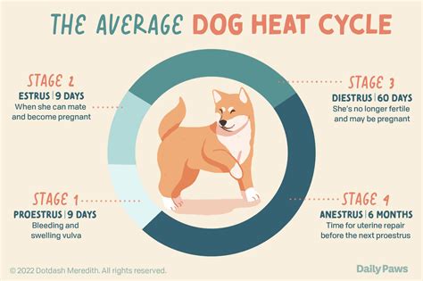Dog heat cycle chart.  Overview When female dogs enter puberty, they begin...