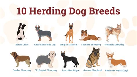 Dog herding classes bay area.  They provided us with some solid foundational tools to wor...