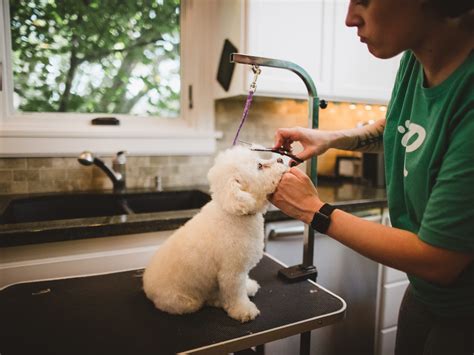 Dog house grooming. The Dog House - Professional Pet Grooming in San Angelo, TX 76901 - 325-949-2194. Home; Services; Contact Us; Call Us: 325-949-2194 ... Every dog and cat is special to us. We are not an assembly line grooming shop. Our experienced bathers and groomers pledge to treat your pet with the specialized love and gentleness that you cannot find ... 