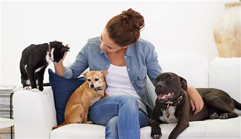Dog house sitting. Pets Adviser explains that a dog follows its owner around the house because it is hard-wired to live in a social group as a pack animal. The dog is doing what comes naturally by fo... 