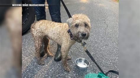 Dog in a Bog: Lost Duxbury dog found after going missing for weeks