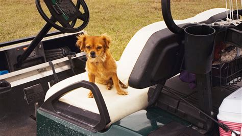 Dog in golf cart runs over 4-year-old girl