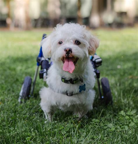 Dog in wheelchair searches for a forever home