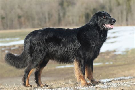 Dog information: Cento v. Bairischen Blues Czech HW club