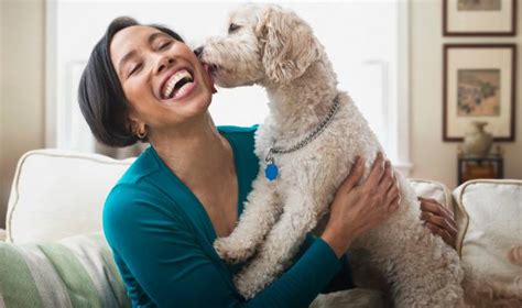 Dog insurance allstate. Things To Know About Dog insurance allstate. 