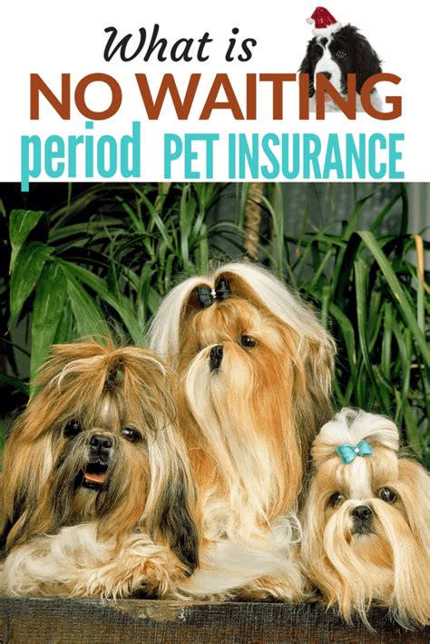 It’s possible to get pet insurance with no waiting periods for accidents, but not for illnesses or long-term health conditions. Use our comparison table to easily check …. 