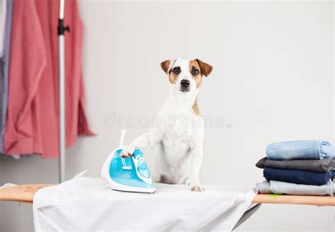 Dog ironing shirt stock photo. Image of animals, home - 76861682