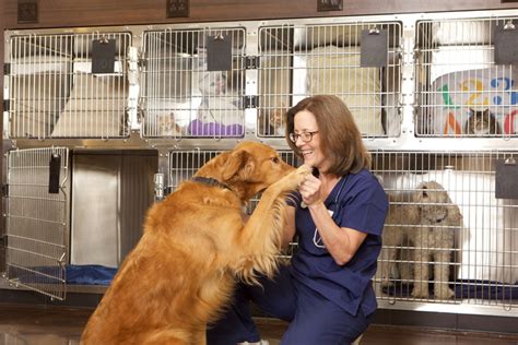 A dog handler or kennel assistant works with the dogs w