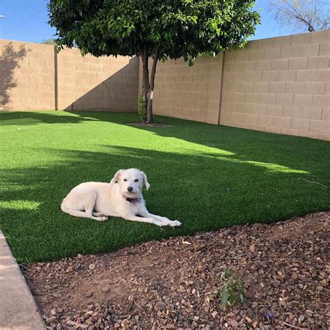 Dog lawn. If your dog’s urine creates spots that are greener than the surrounding lawn, those spots stick out like a sore thumb. This indicates a problem with the nutrients in the soil for your entire lawn, not a result of the urine. Dog urine contains high concentrations of nitrogen, which nourishes a deprived lawn and gives it a rich, green color. 