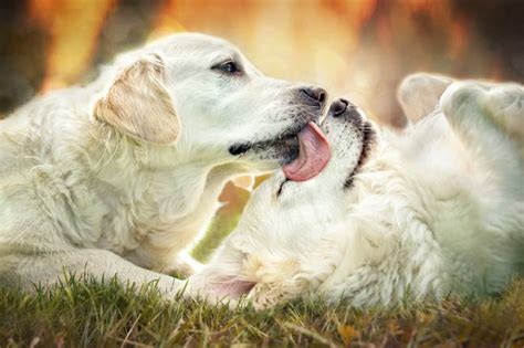 Dog licking other dogs mouth.  In this article, we will explore the phen...