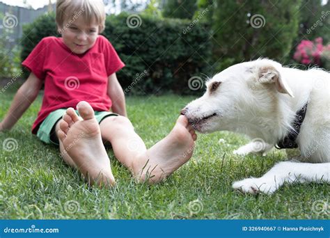 Dog licks boy feet