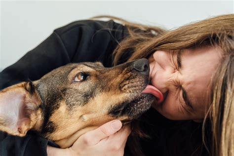 Dog licks ebony. Emotional distress can manifest in a number of different ways, and because dogs use their mouths to learn about and interact with the world, things like destructive chewing and carpet licking can arise from emotional distress. Similarly, canine dementia, physical pain and neurological problems can also cause your dog to spend extended periods ... 
