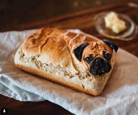 Oct 8, 2022 · Check the dog for dangerous symptoms. The dog should be constantly observed after it has eaten an entire loaf of bread. Signs of irritation, discomfort, bloating, vomiting and diarrhea should be noticed. Accordingly, all the symptoms should be noted down and the vet should be contacted immediately. . 