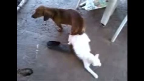 Dog mating cat successful. #DogAndCatMating #FunnyDog #FunnyCat 