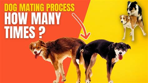 Dog mating process time.  Understanding this process helps owners support their pets in a safe a...