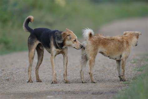 Dog mating time. .  <a href=http://b24.real-pack.ru/assets/images/tliouf/petit...