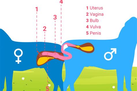 Dog mating videos tiktok.  Download the app to get started.  Whether i...