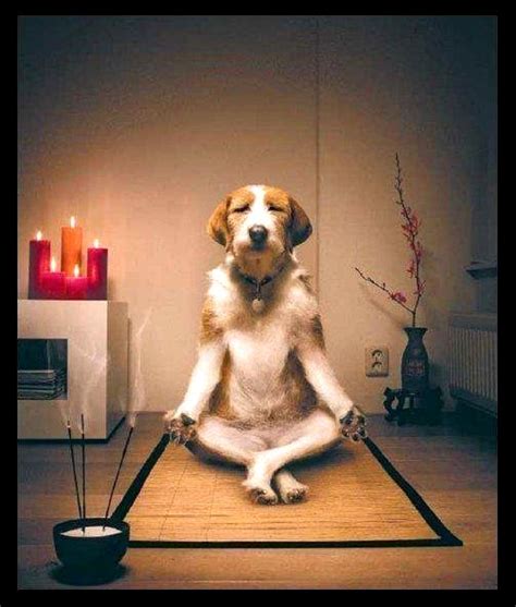 Dog meditation. Welcome to this guided Dog Meditation for dogs. In this video, we will be taking some time to help our furry friends relax, unwind, and find a sense of inner... 