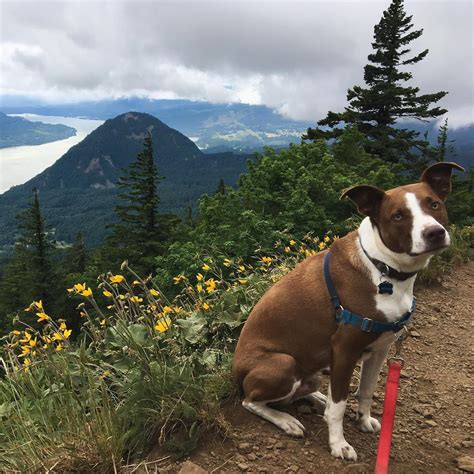 Dog mountain permit. A permit is required to park at the Dog Mtn Trailhead parking lot on Saturdays and Sundays. Permit season for 2024 is April 27 - June 16 and Memorial Day. If there are no permits … 