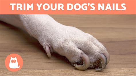 Dog nails near me. Things To Know About Dog nails near me. 