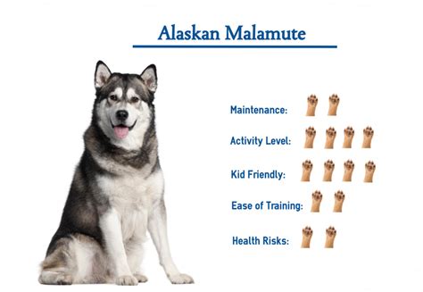 Dog names for malamutes. Things To Know About Dog names for malamutes. 