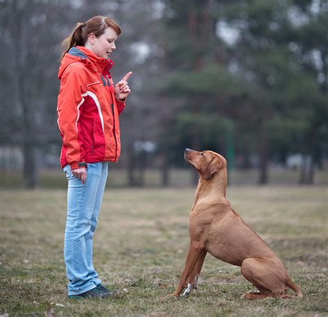 Dog obedience. 1. Sit: This is probably the most basic obedience command that you can teach your dog. To train your dog to sit, start by getting him or her in a standing position. Then, hold a treat close to his or her nose and say “sit.”. As your dog smells the treat, he or she will likely start to sit down. 