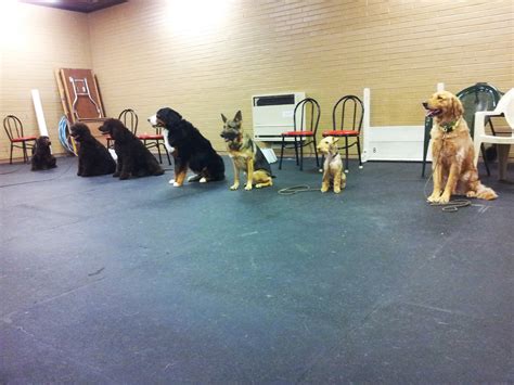 Dog obedience classes near me. This class is limited to 8 students. This class covers the most advanced obedience exercises including hand signals, scent articles, directed retrieving, moving stand and directed jumping. This prepares dogs and … 