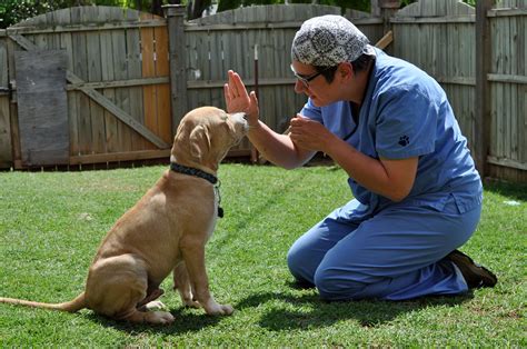 Teaching basic cues helps strengthen the human-canine bond — Obedience training establishes a dialogue between a dog and their handler and creates good habits for life.; Use positive reinforcement to influence a dog’s behavior — Training using positive reinforcement can profoundly influence your dog; …. 