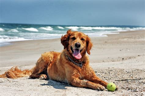 Dog on the beach. Taking a dog to the beach is no different. Here are some supplies you'll want to bring to keep your pooch safe — and help make the day relaxing and fun: Bottled … 