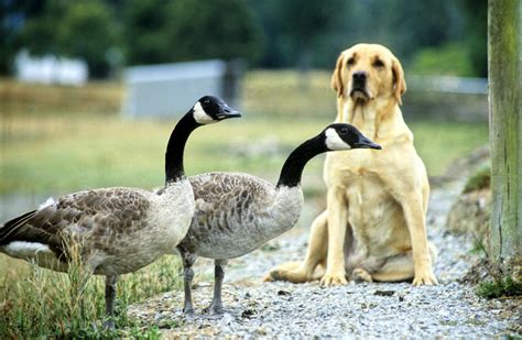 Dog owners on high alert, risk to humans remains low after pet dog dies of avian flu