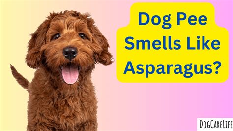 Dog pee smells like asparagus. Dog owners are no strangers to their canine companions coming home with a strange smell or two hanging around their fur or feet. But many dog owners also notice one smell above all... 