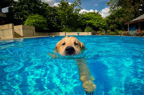Dog pools near me. Jun 12, 2023 ... From dog beaches to indoor hydrotherapy pools to stand-up paddle boarding and kayaking with your dog, there are many dog-friendly swimming ... 