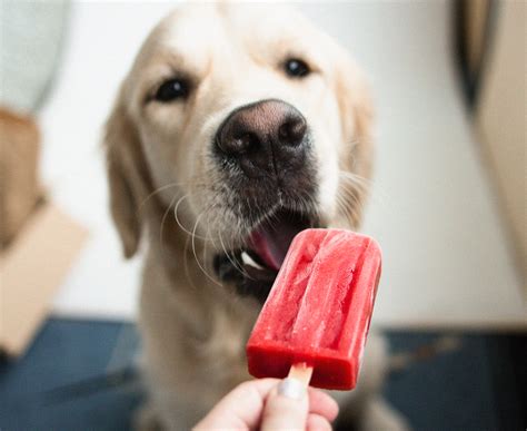 Dog popsicles. See the link for more details. 4. Frozen Banana Dog Treats. This recipe pairs blended watermelon and pineapple with a nice thick banana slice for a healthy, cooling snack that any dog would love to get their paws on. If your dog loves bananas, she’ll go crazy for these treats. 5. Frozen Apple Carrot Cubes. 
