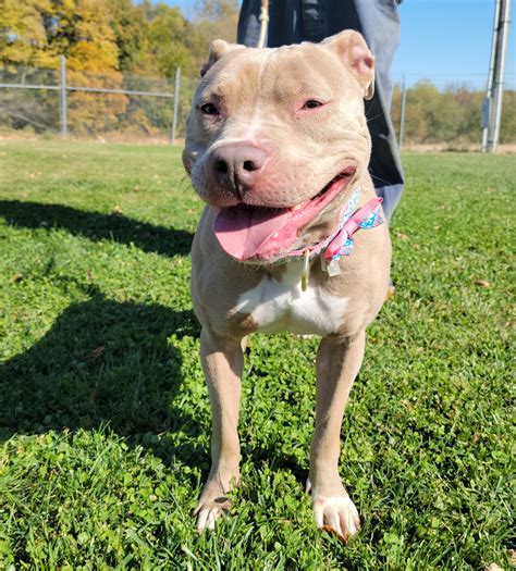 Dog pound chillicothe ohio. Chillicothe, OH 45601 CLOSED NOW From Business: Since 1912, we have been here when you've needed us...The Ross County ( Ohio ) Humane Society, Inc is an independent organization supported by memberships,… 