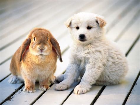 Dog rabbit. Bunnies can be cuddly and affectionate companions, especially since they don’t take up a lot of space like many dogs! However, bunnies also have to be litter trained, just like cat... 