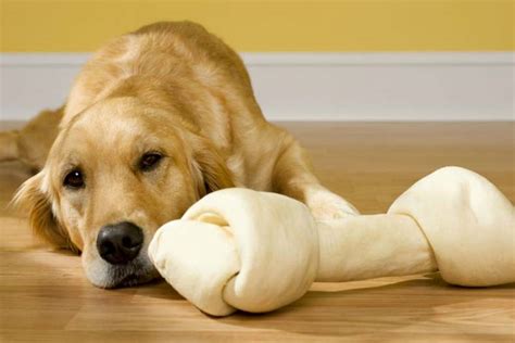 Dog rawhide. Dogs are so adorable, it’s hard not to hug them and squeeze them and love them forever. Some of them don’t want our hugs, though. Here’s how to tell if your dog’s just not that int... 