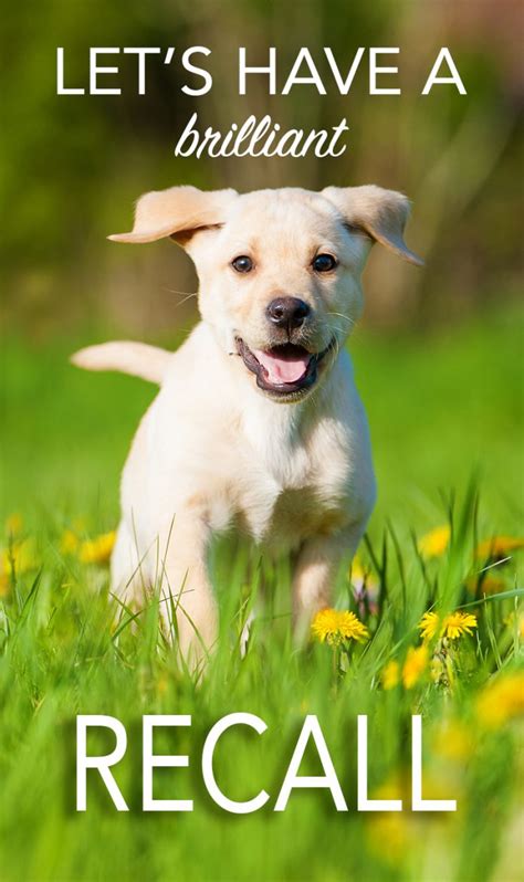 Dog recall training. WHAT IS RECALL? Dog recall is the process of teaching your puppy to come back to you when called, regardless of the environment or distractions around … 
