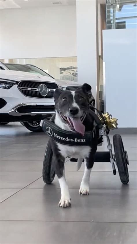 Dog receives custom wheelchair from Mercedes-Benz